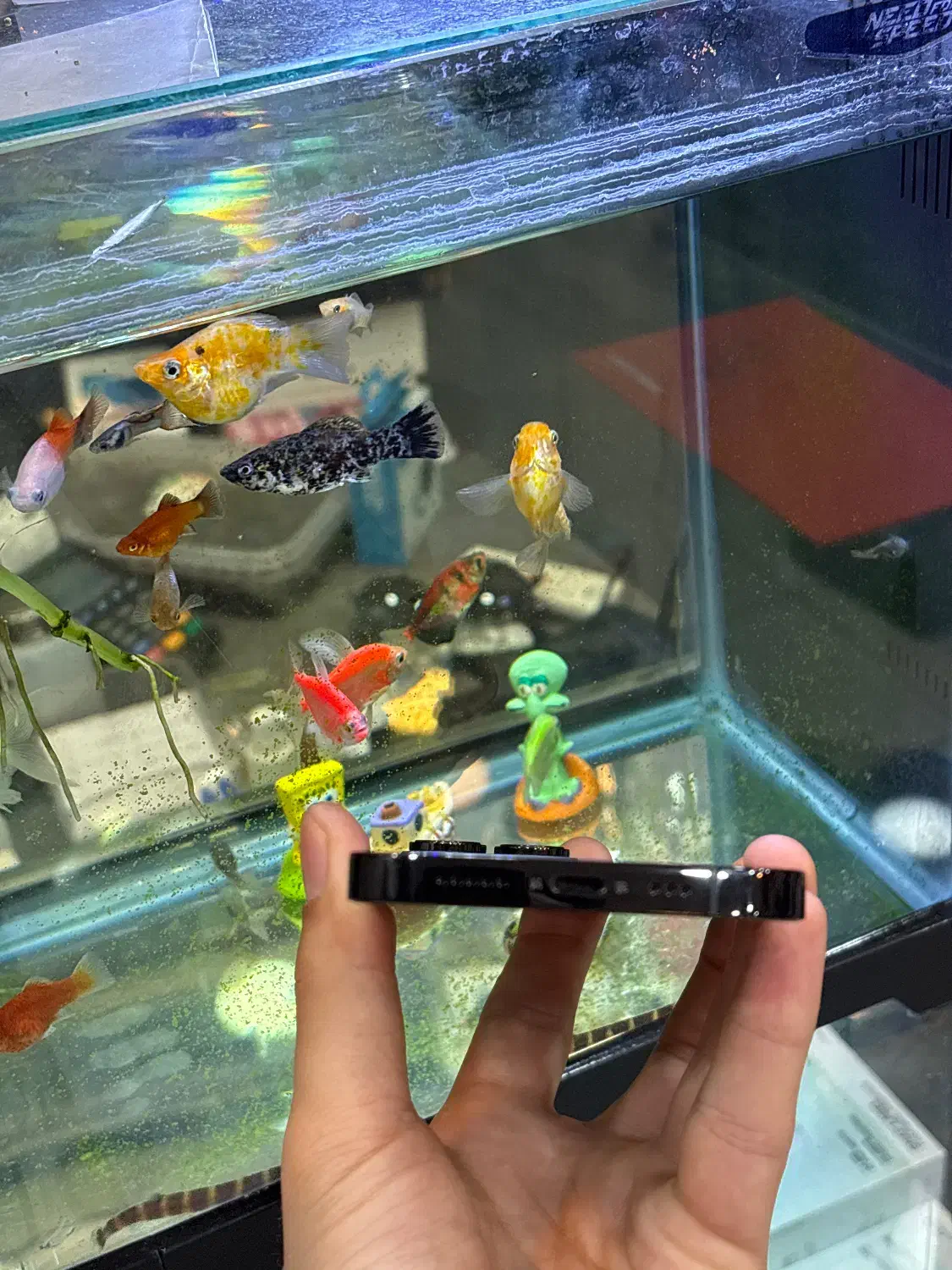 14pro 256 دوسیمche|موبایل|شیراز, زند|دیوار