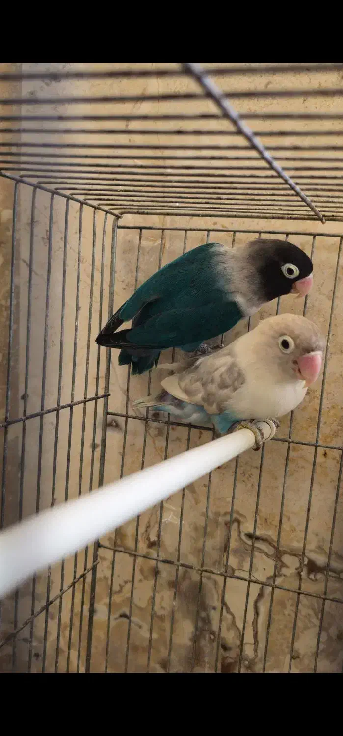 طوطی برزیلی.قفس تاشو بازاری جوجه پران لانه پرنده|پرنده|شاهرود, |دیوار