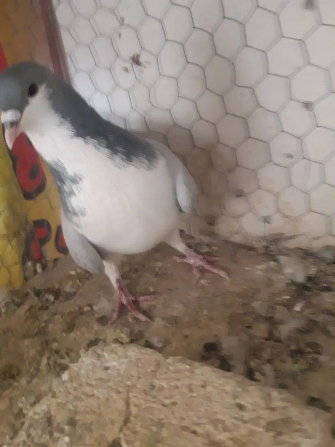 کفتر دمگیر|پرنده|اصفهان, سرچشمه|دیوار