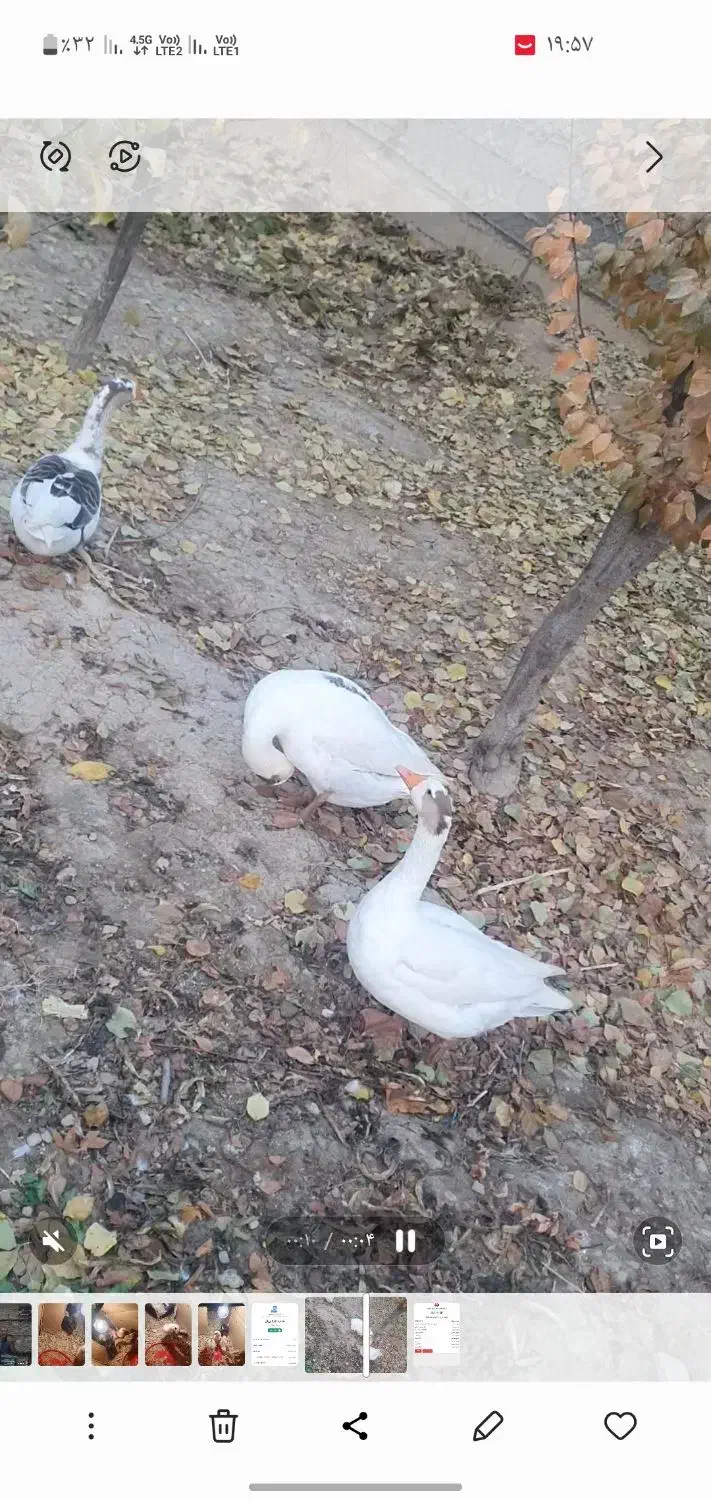 قوغاز لیندا|حیوانات مزرعه|رباطکریم, دهحسن|دیوار