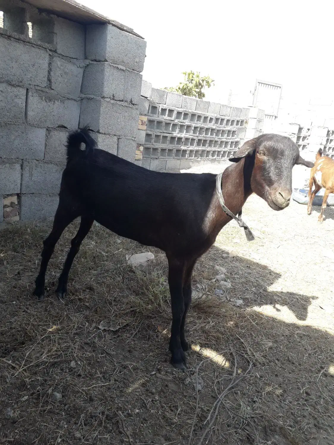 کیسه جوان و سالم|حیوانات مزرعه|بند زرک, |دیوار