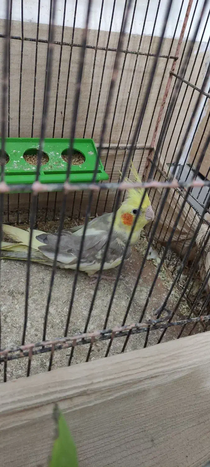 عروس هلندی|پرنده|هندیجان, |دیوار