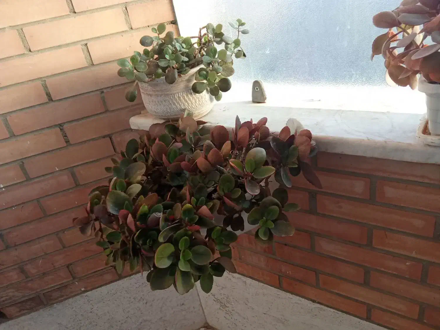 گل آپارتمانی|گل و گیاه طبیعی|اصفهان, رکن الدوله شرقی|دیوار