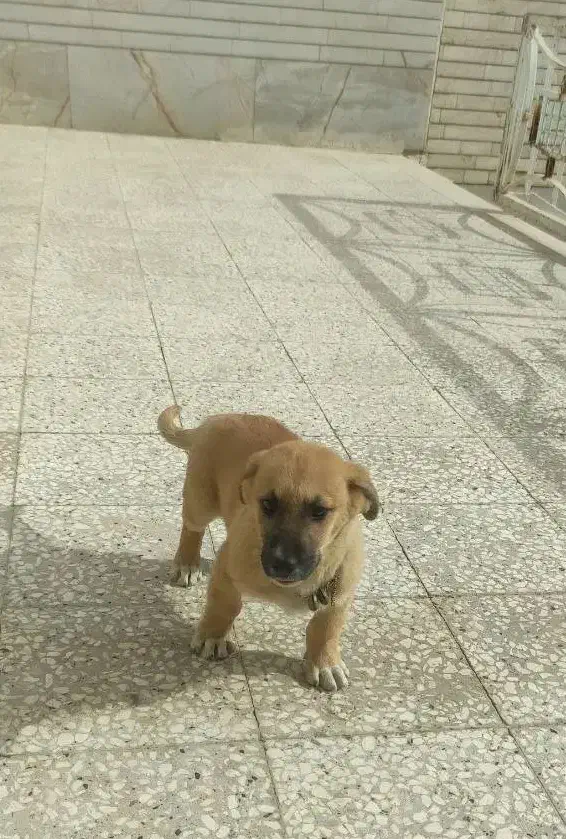 فروش سگ|سگ|تربت‌حیدریه, مسجد جامع|دیوار