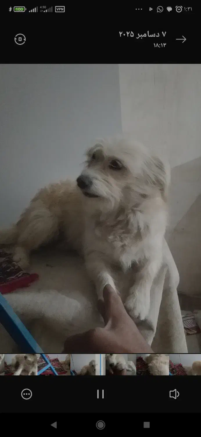 فروشی|سگ|جلفا, |دیوار