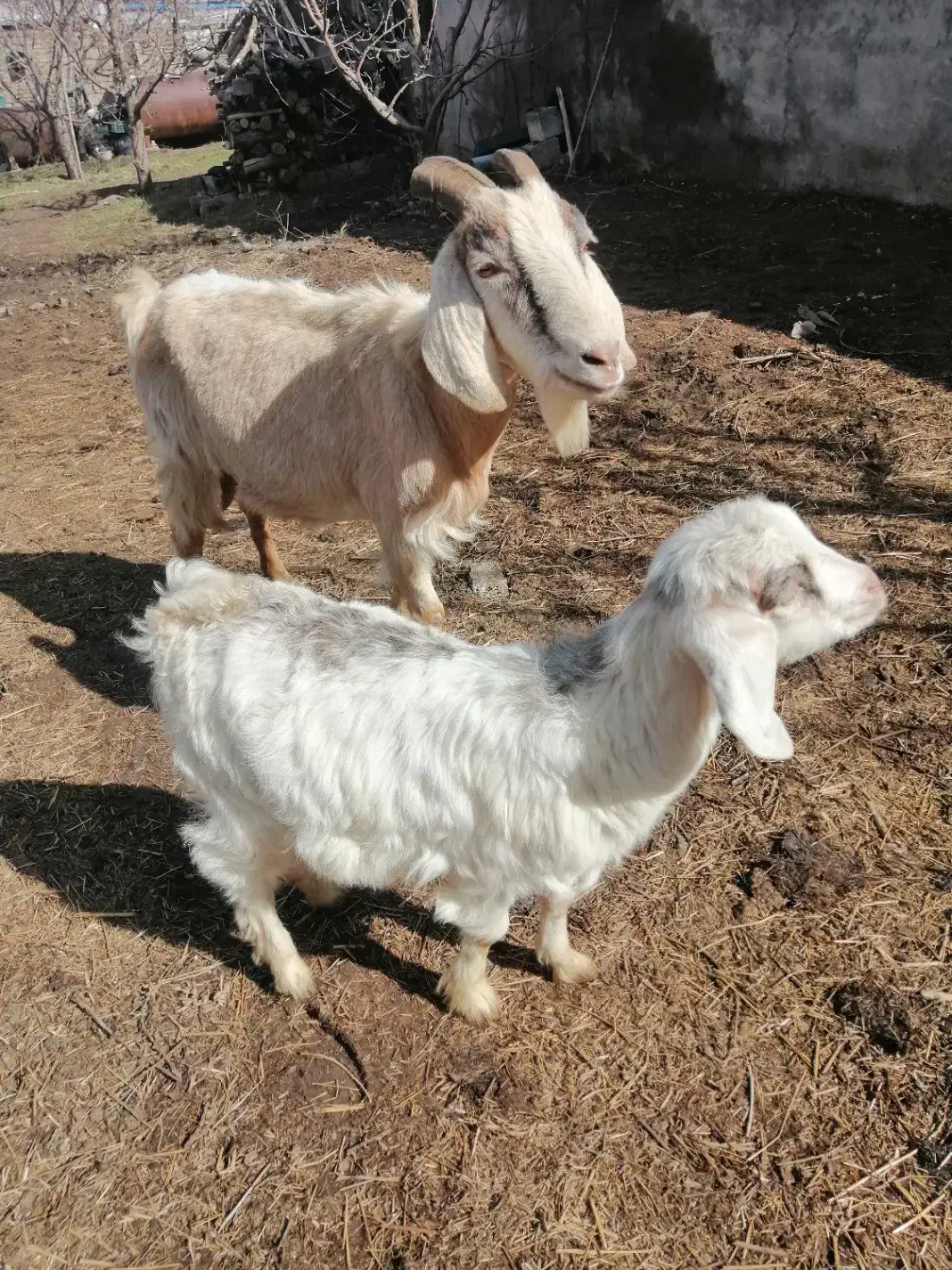 بز جوان|حیوانات مزرعه|سیلوانه, |دیوار