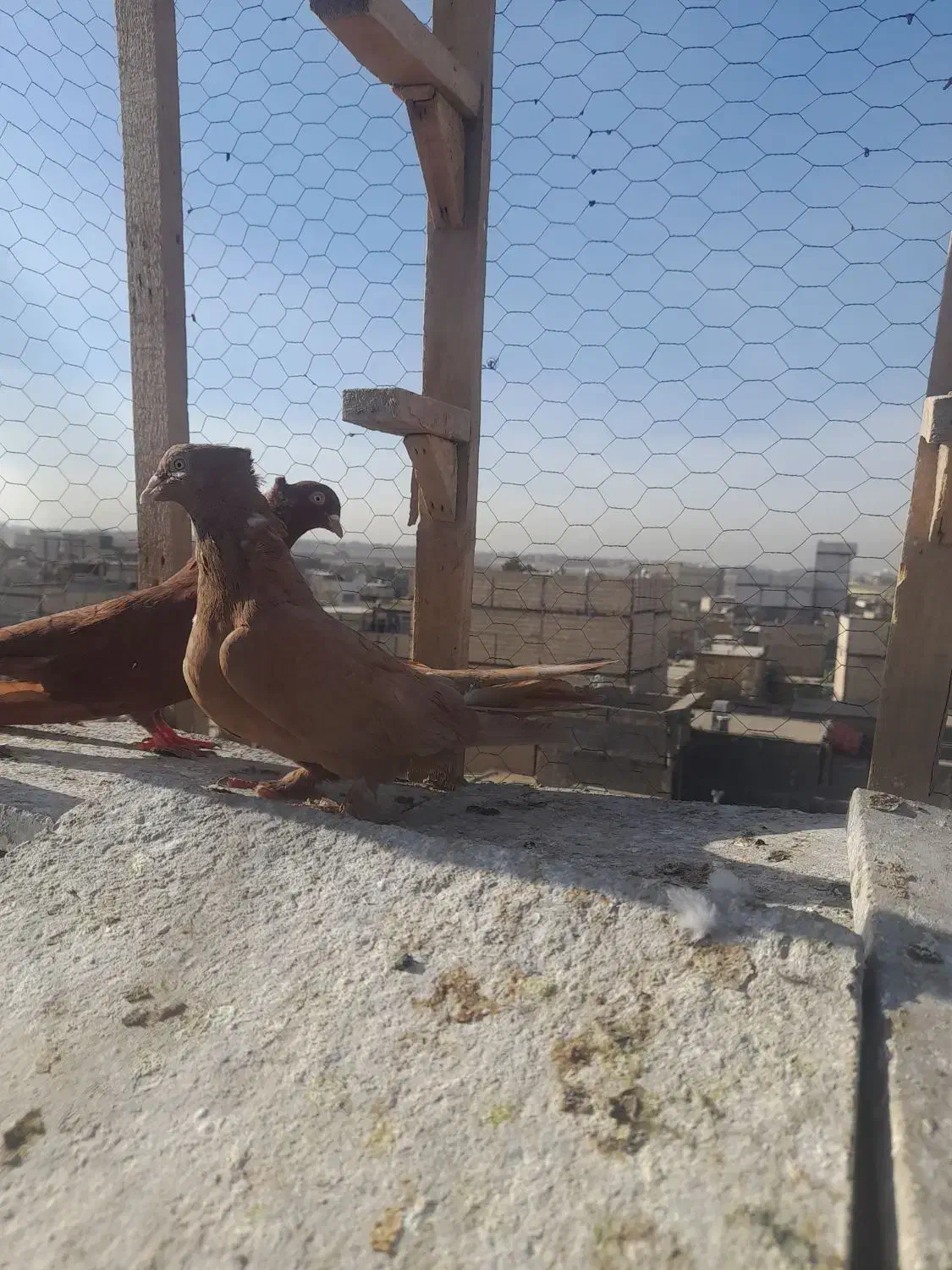 کبوتر فروشی|پرنده|مشهد, نیزه|دیوار