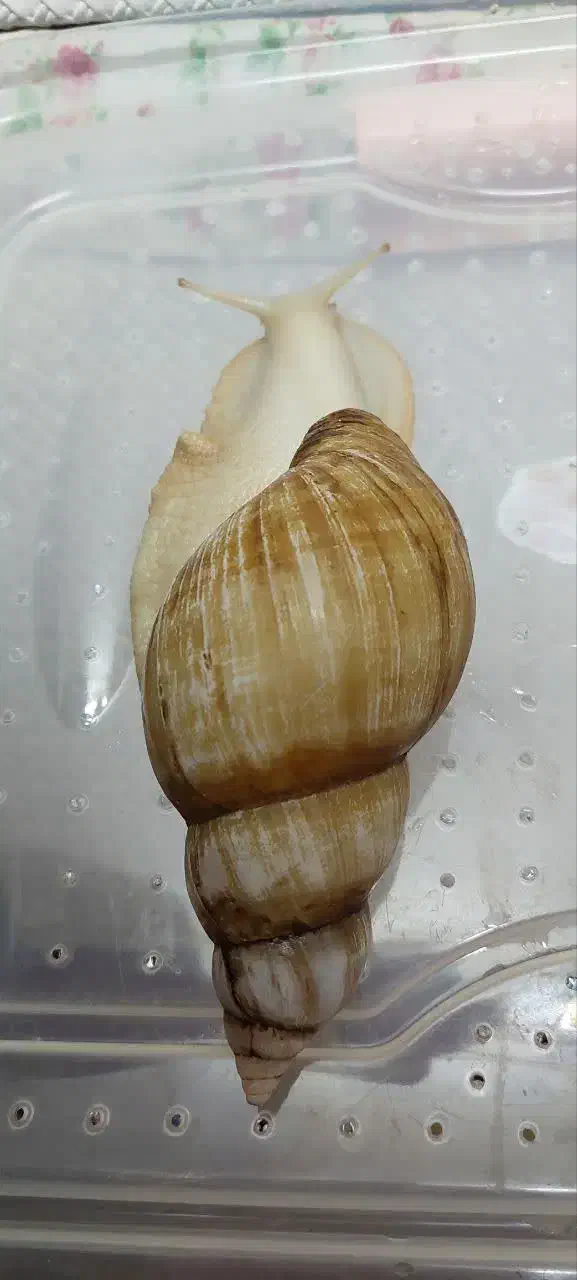 حلزون آلبینو کلاژن ساز|خزنده|قم, زنبیل آباد|دیوار