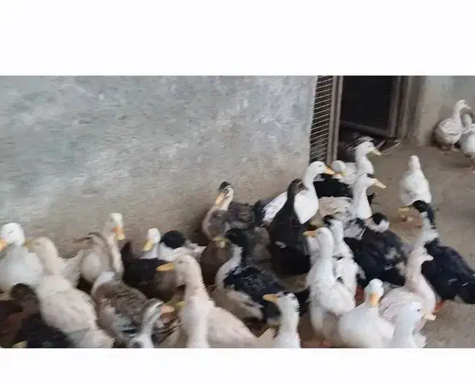 ۲۲۵۰ اردک پکنی|حیوانات مزرعه|امامزاده عبدالله, |دیوار