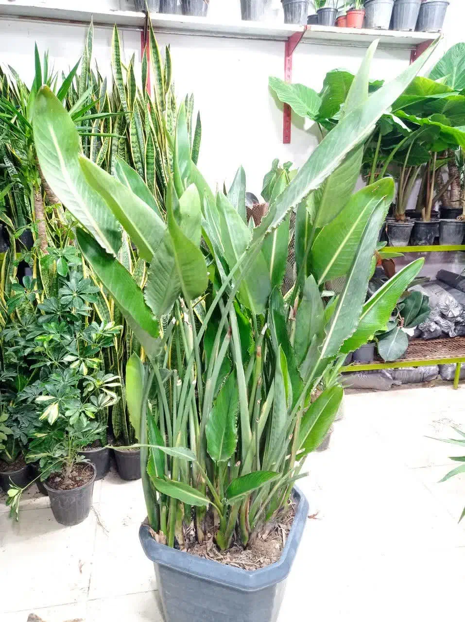 مدادی|لوازم التحریر|مشهد, حیدرآباد|دیوار