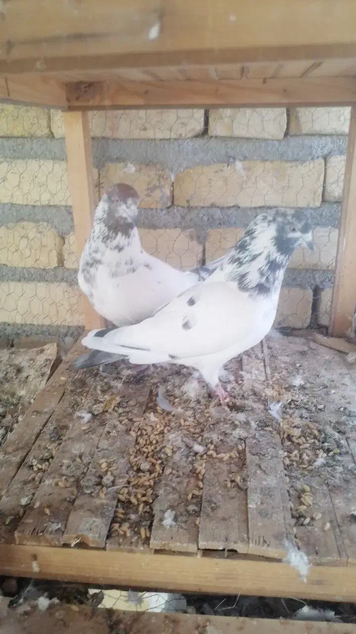 فروش تعدادی کبوتر پرشی|پرنده|داران, |دیوار