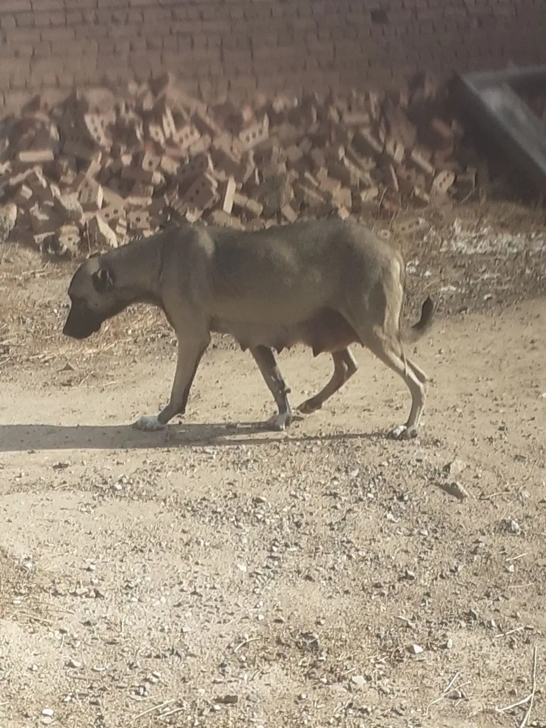 ماده‌سرابی شکم اولشه ۳۵روزه زایده|سگ|صوفیان, |دیوار