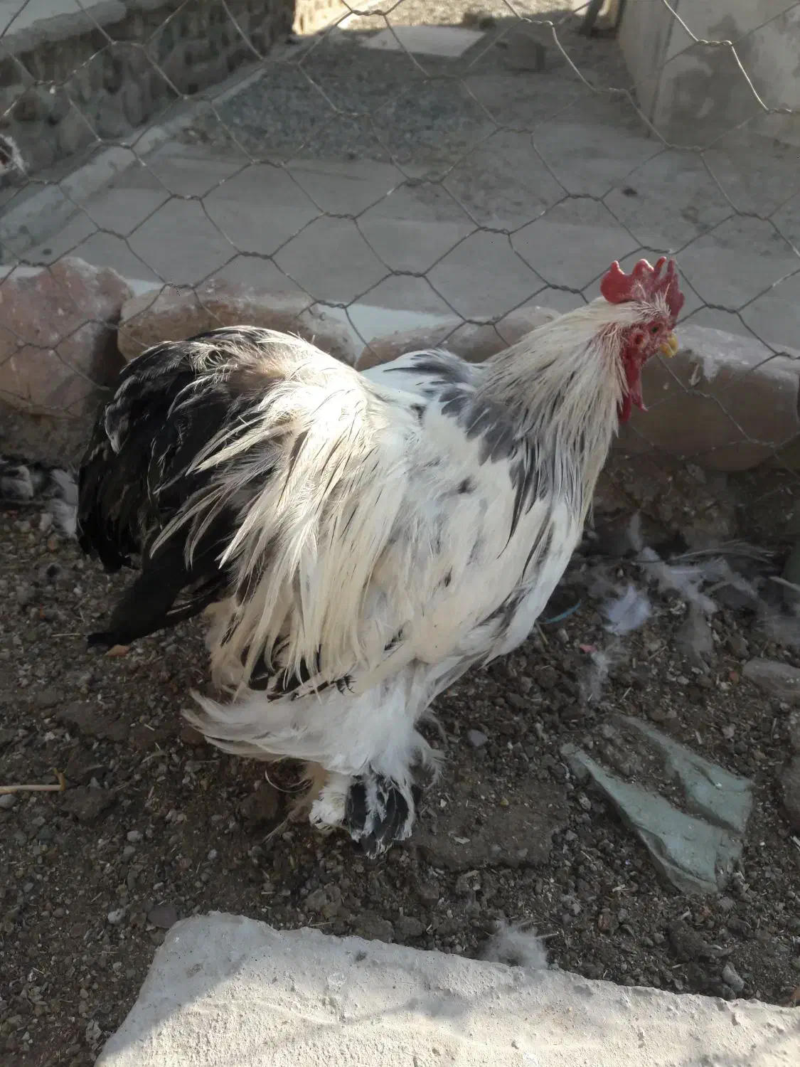 مرغ وخروس کوشین|حیوانات مزرعه|هشتگرد, شهرک گلخانه|دیوار