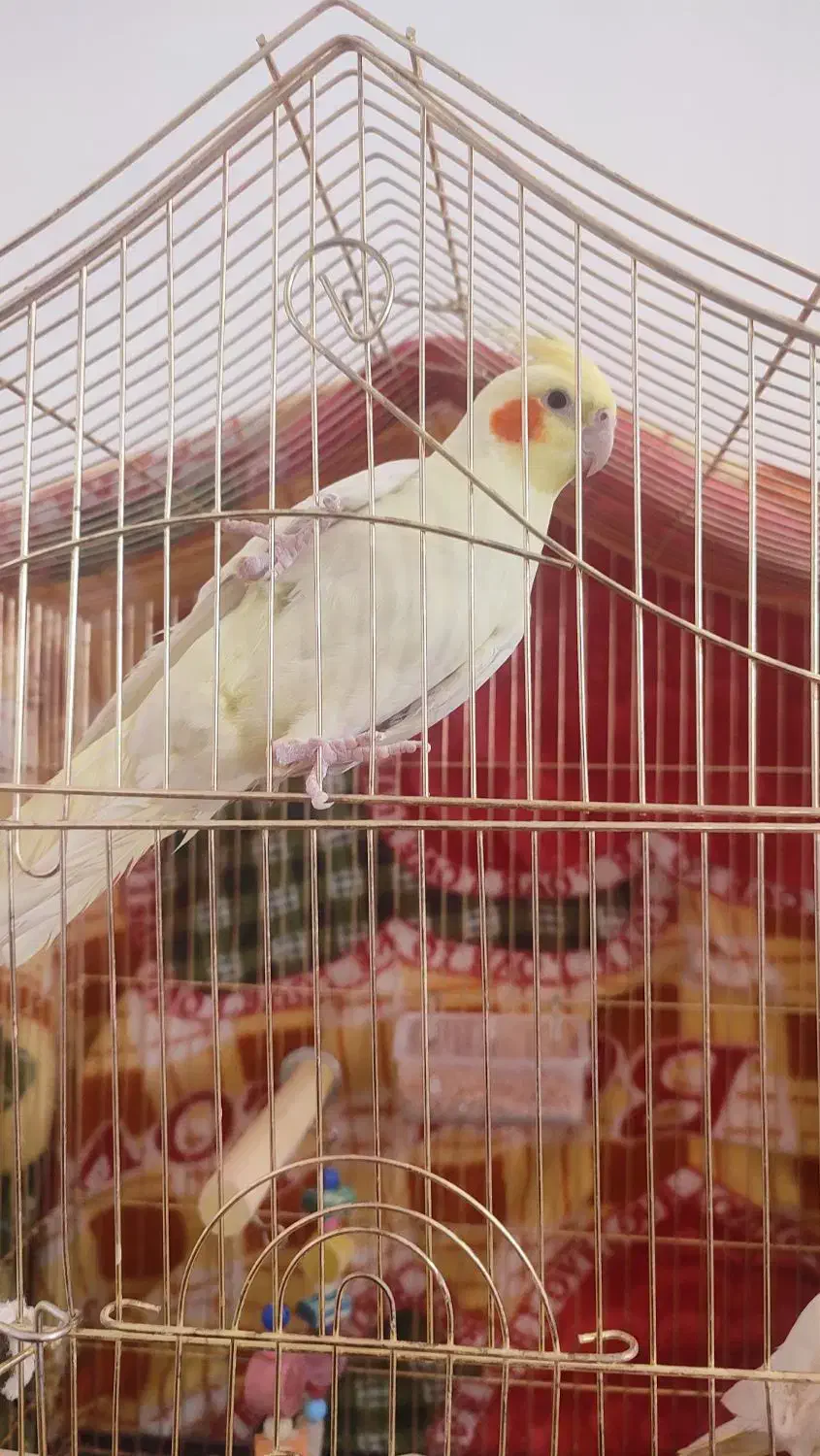 لوتینو|پرنده|قائن, |دیوار