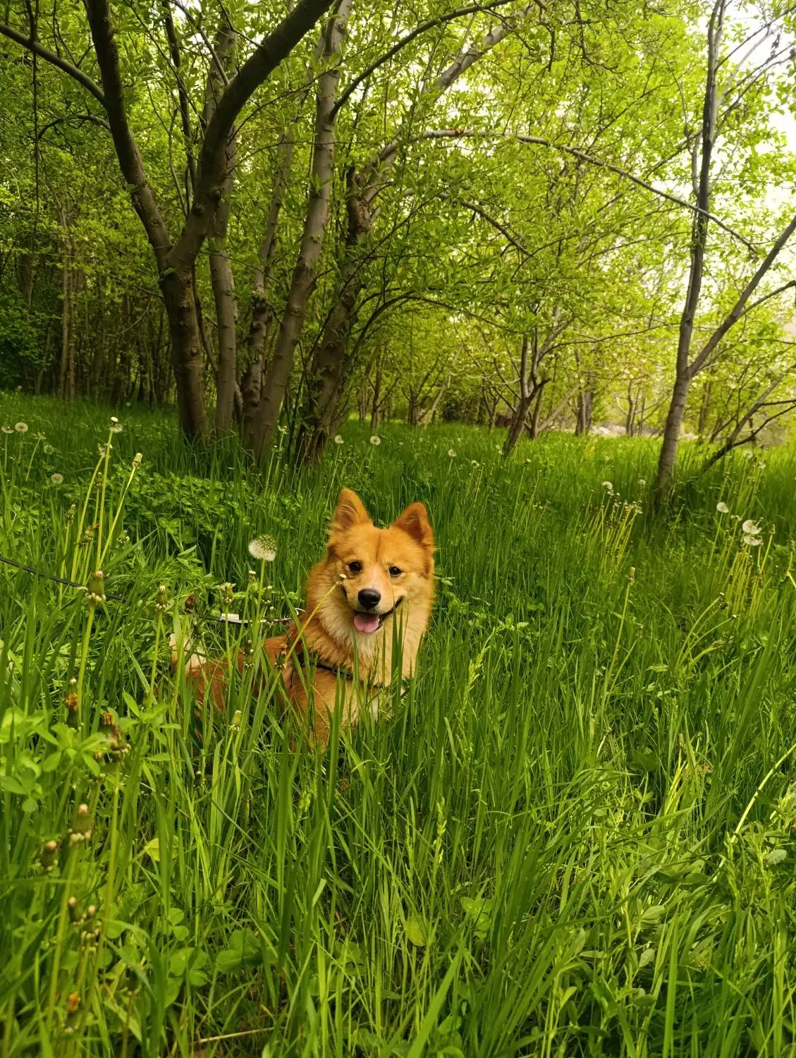 سگ اشپیتز روباهی|سگ|مشهد, امیریه|دیوار