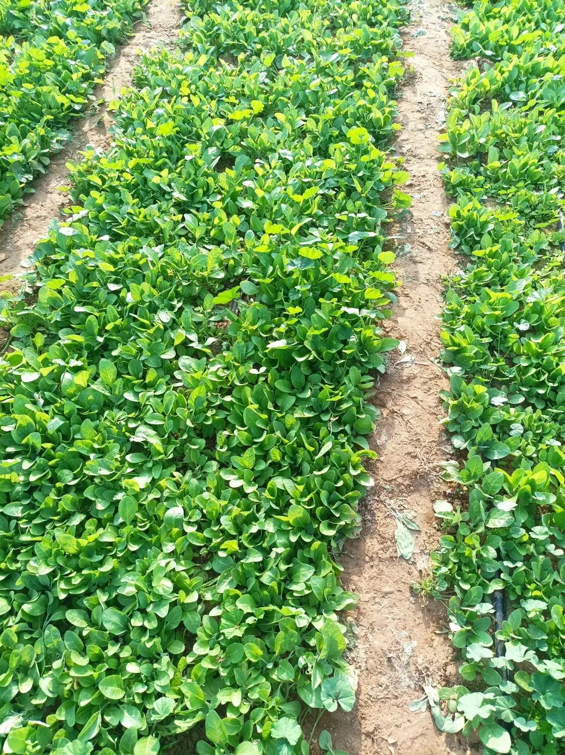 نشا «برگ قرمز »بنیاد کاکی(پزه )|خدمات باغبانی و درختکاری|کاکی, |دیوار