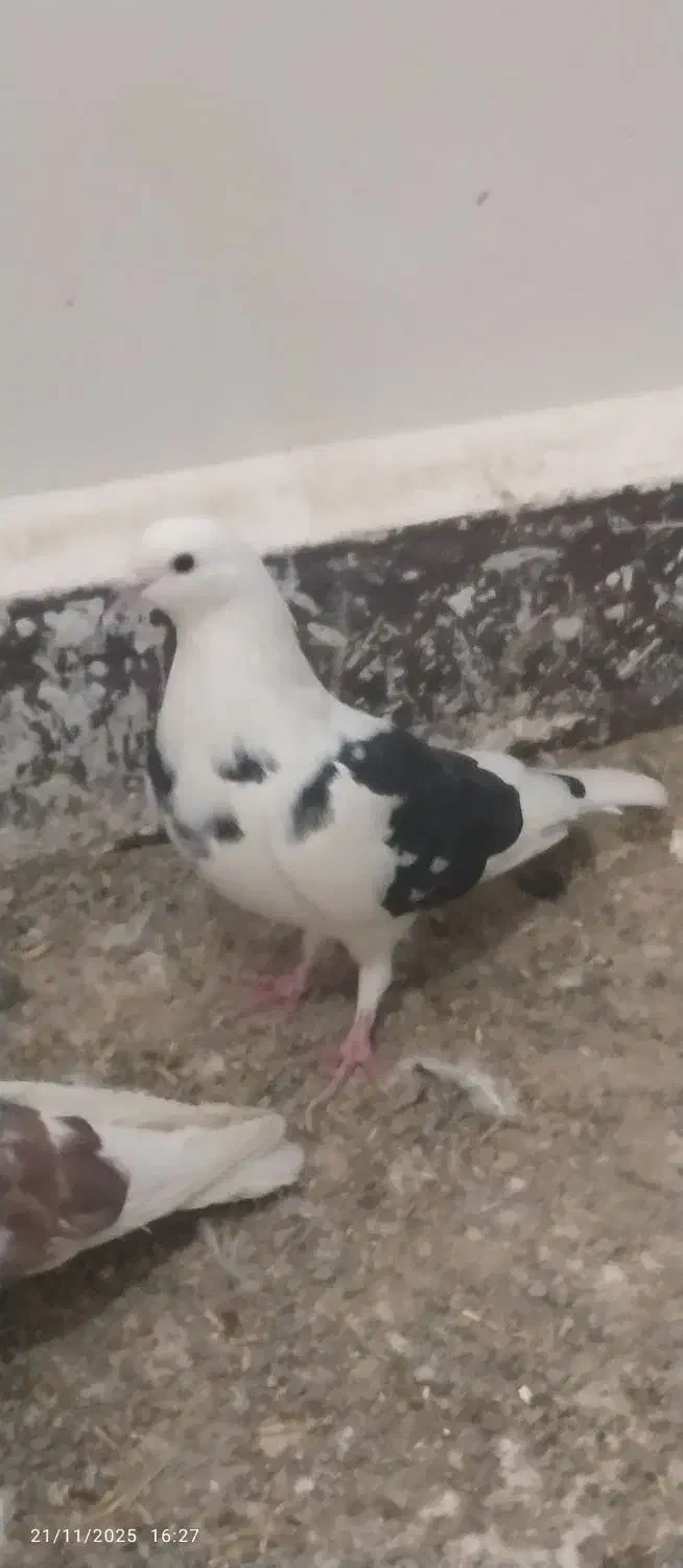 دوکت سیاه|پرنده|زابل, |دیوار