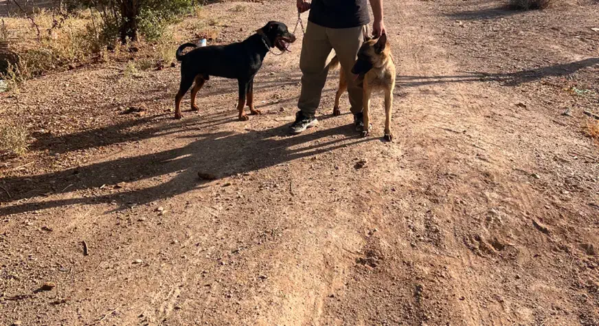 واگذازی سگ روتوایلر ،مالینویز|سگ|نجف‌آباد, یزدانشهر|دیوار