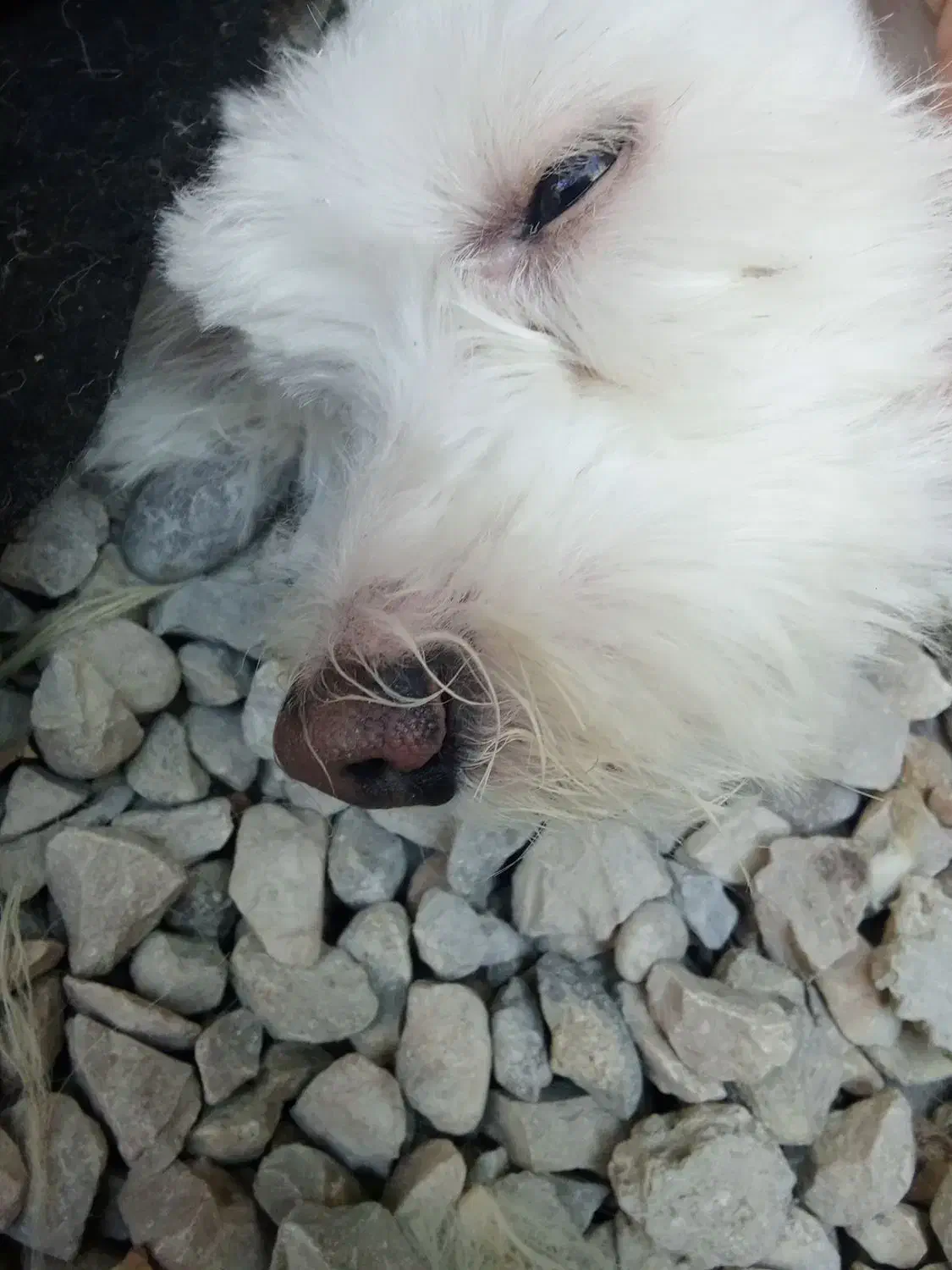 سگ خارجی|سگ|بندر گناوه, |دیوار