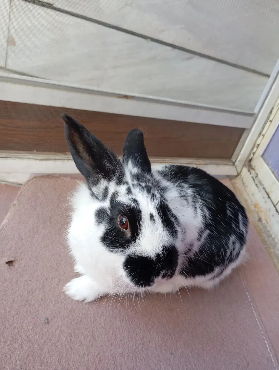 حیوان خانگی خرگوش|موش و خرگوش|دورود, |دیوار