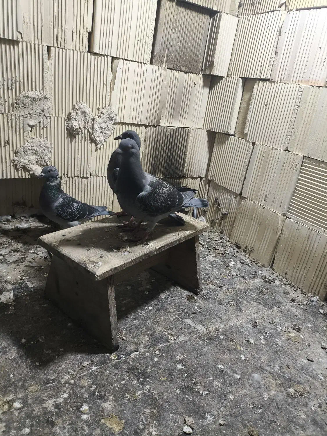 ۲ عدد جوجه پلاکی|پرنده|امیدیه, |دیوار