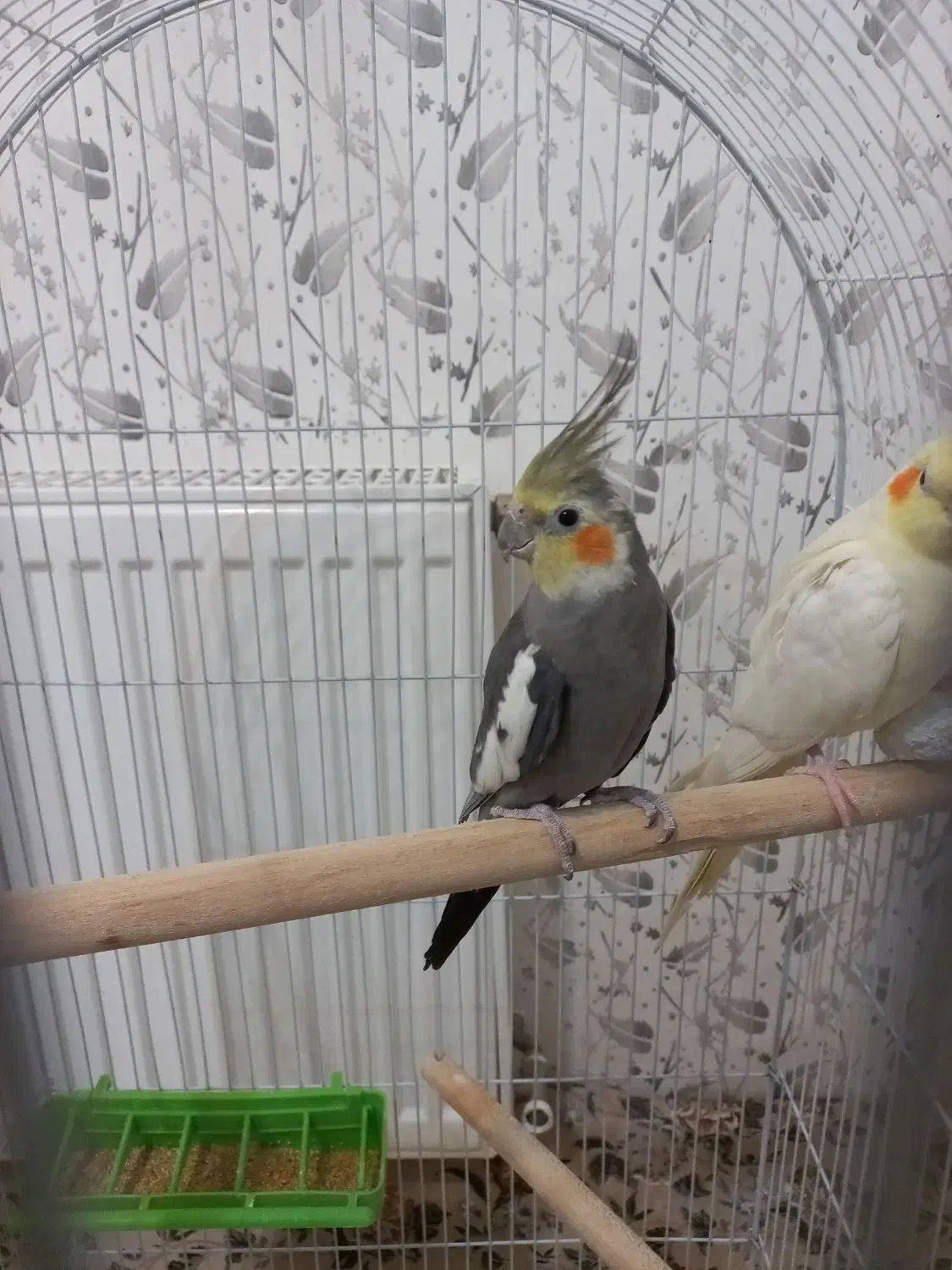 یه جفت عروس هلندی|پرنده|بروجن, |دیوار