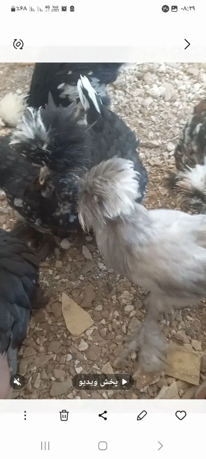 فروش خروس سلطان|حیوانات مزرعه|سیرجان, |دیوار