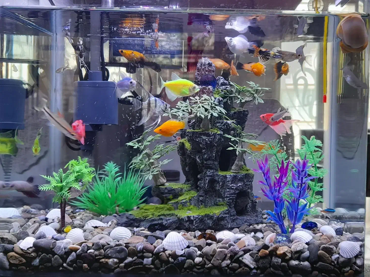 آکواریوم|ماهی|سنندج, |دیوار