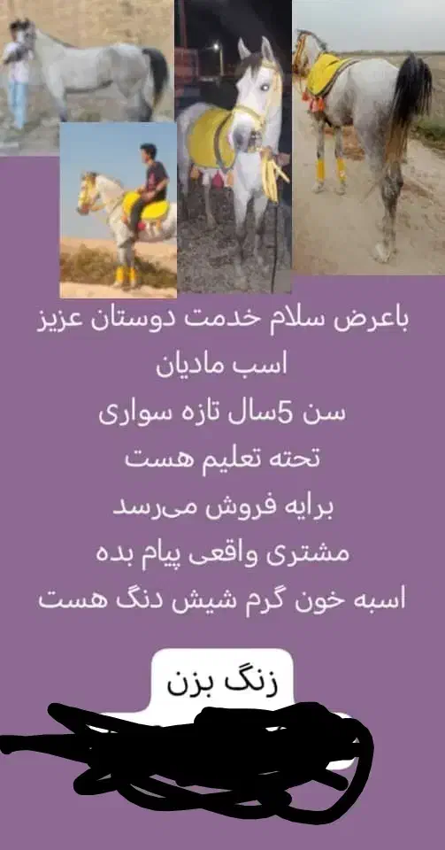 اسب|اسب و تجهیزات اسبسواری|شوش, |دیوار