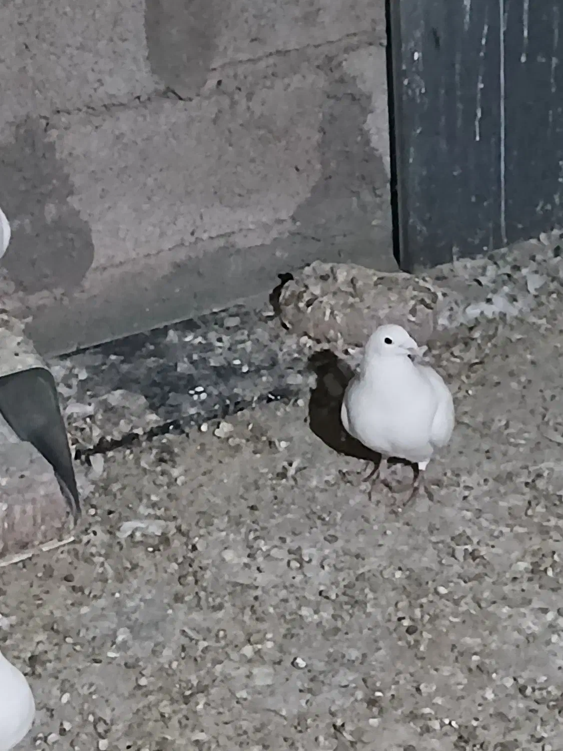 جفت سفید کرمونی|پرنده|چترود, |دیوار