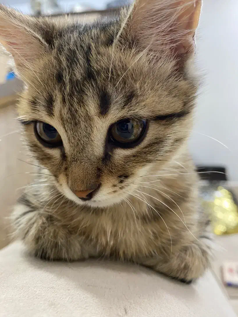 واگذاری بچه گربه|گربه|کرج, عظیمیه|دیوار