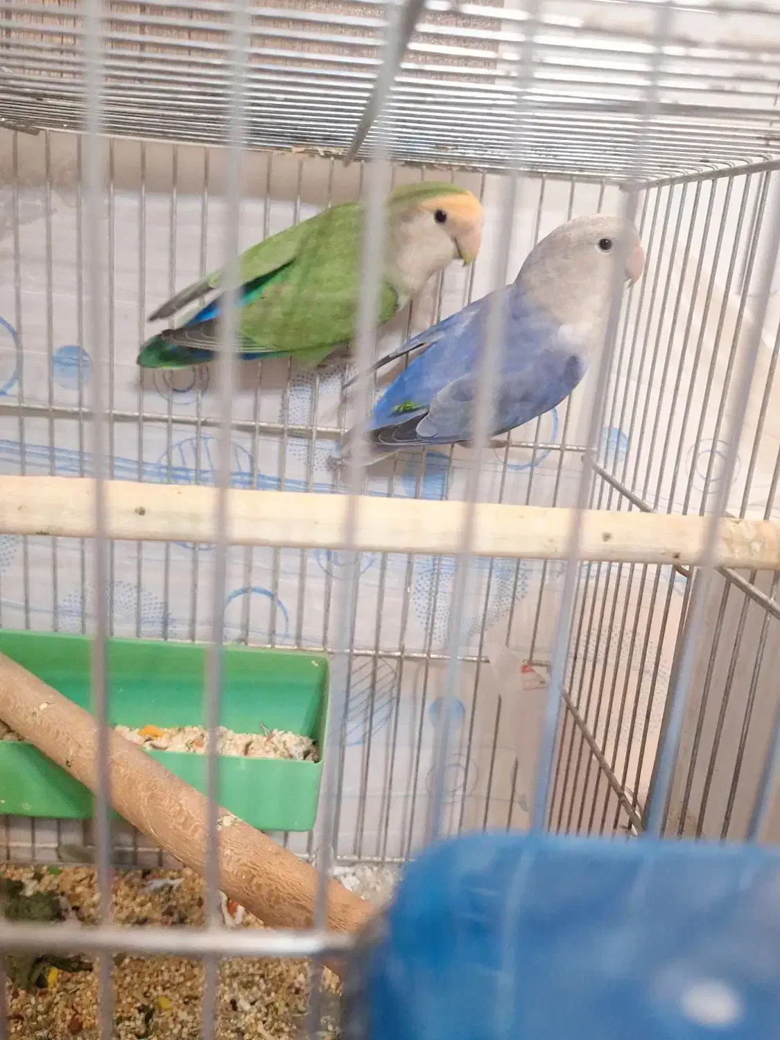 طوطی برزیلی مولد|پرنده|ارومیه, |دیوار