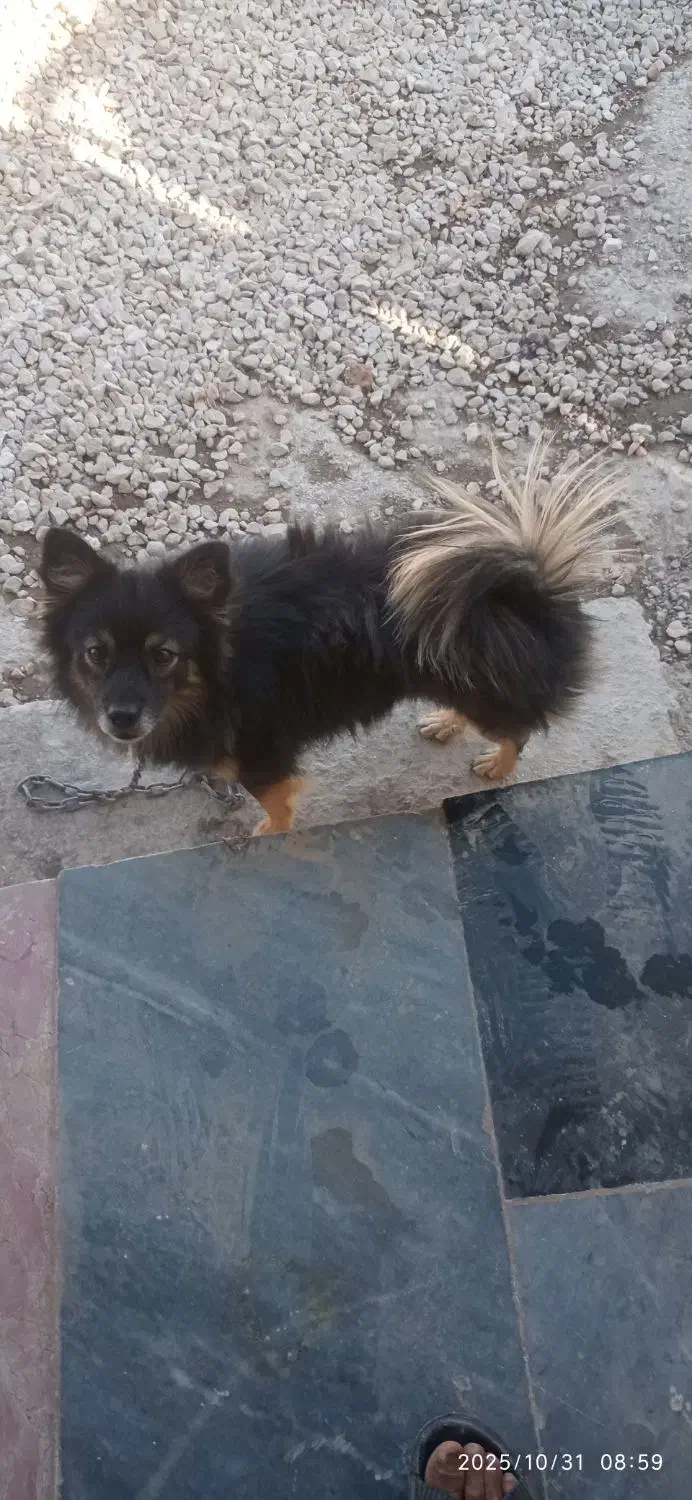 سگ دستی وباهوش|سگ|سیمکان, |دیوار