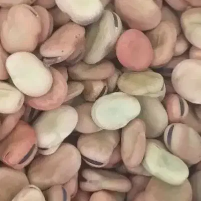 باقله بذری برکت|حراج|گرگان, |دیوار