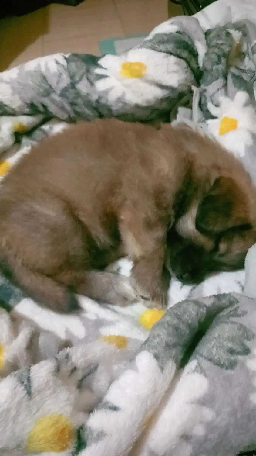 توله سگ دو ماهه میکس افغان|سگ|چهارباغ, |دیوار