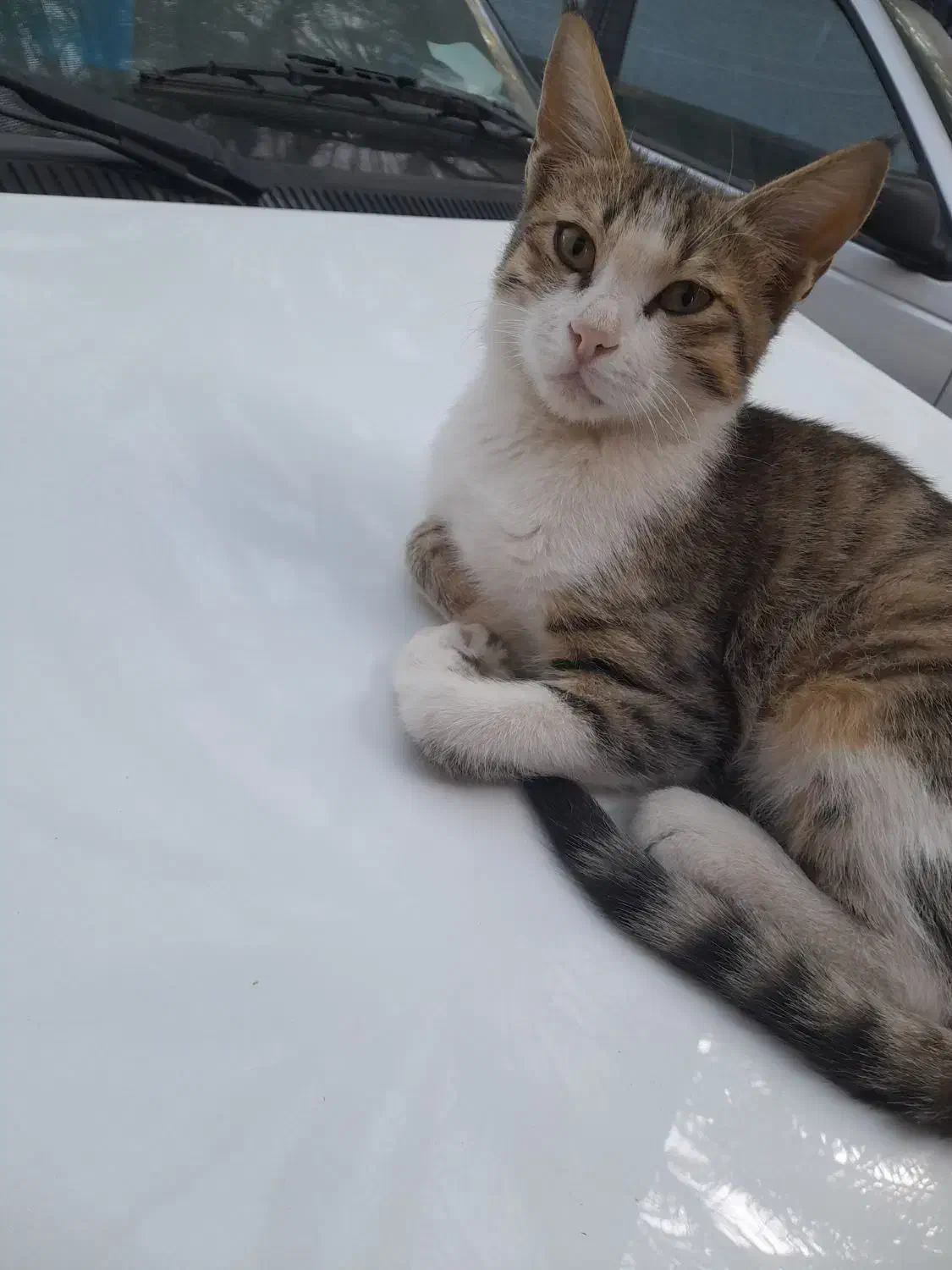 گربه|گربه|سراوان, |دیوار