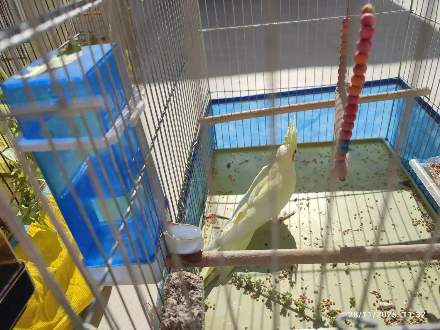 عروس هلندی|پرنده|ابرکوه, |دیوار