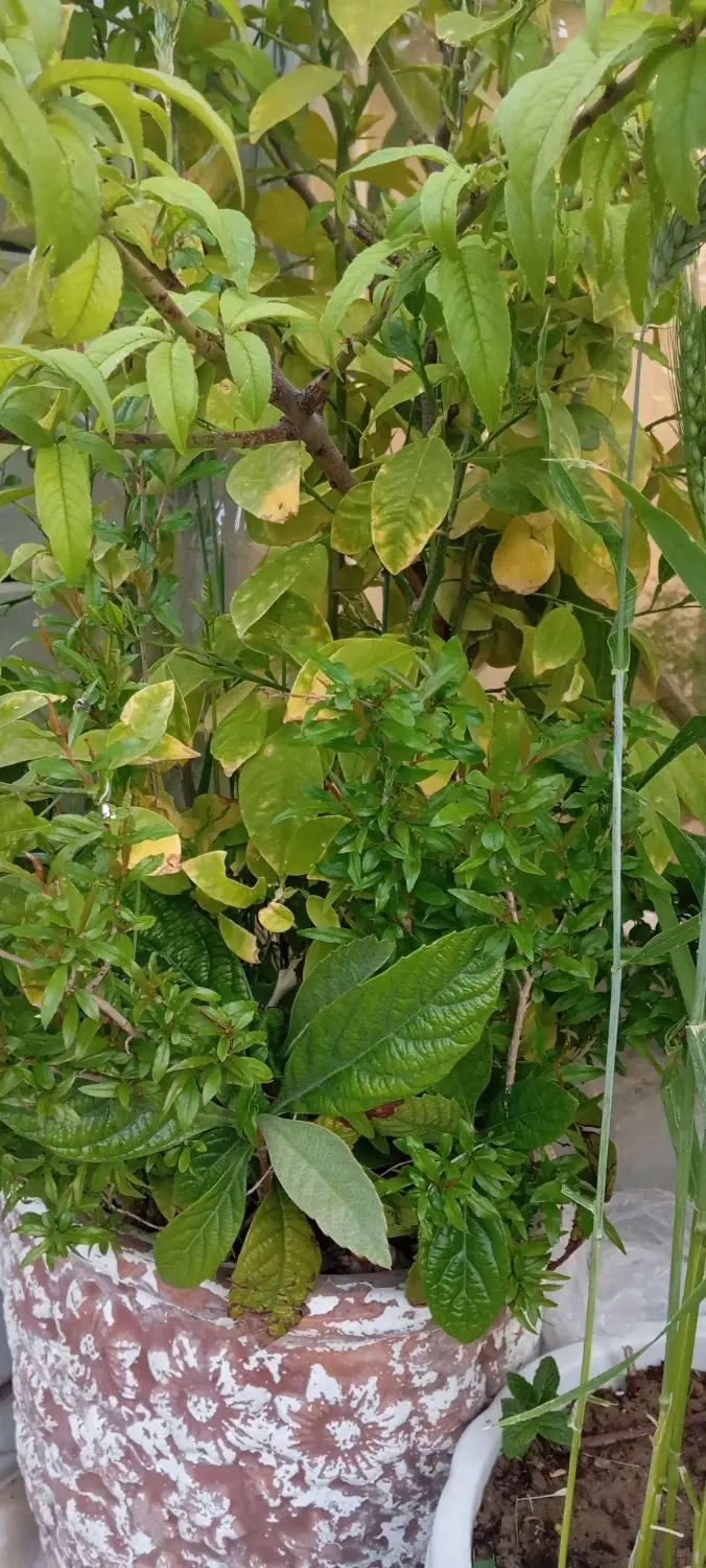 درخت میوه|گل و گیاه طبیعی|ایلام, |دیوار