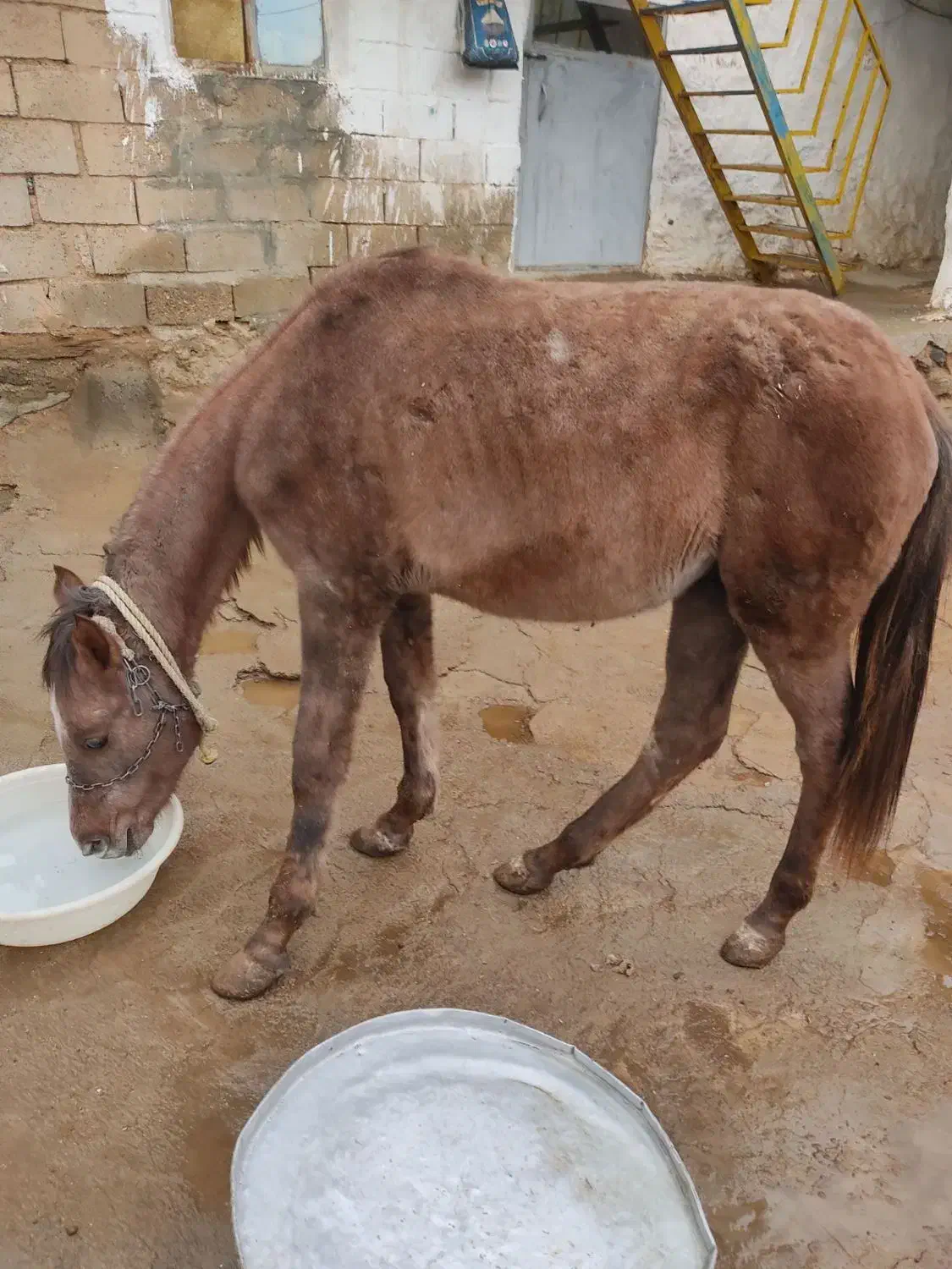 فروشی|اسب و تجهیزات اسب‌سواری|شاهین دژ, |دیوار