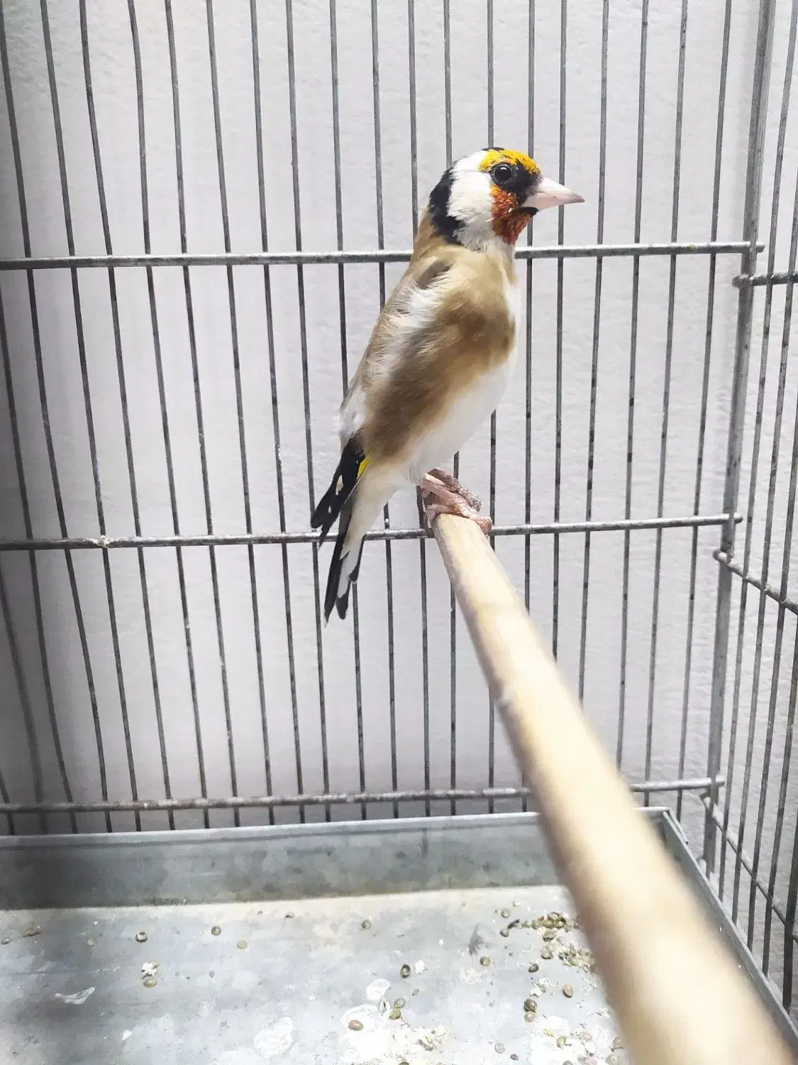 سهره|پرنده|اسلامشهر, شهرک محمدیه|دیوار