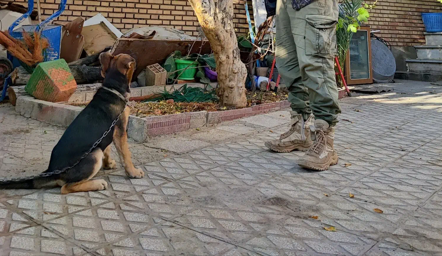 ژرمن اصیل|سگ|سمنان, |دیوار