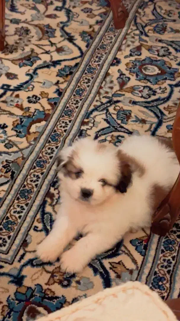 گمشده|حیوانات|اصفهان, جلفا|دیوار