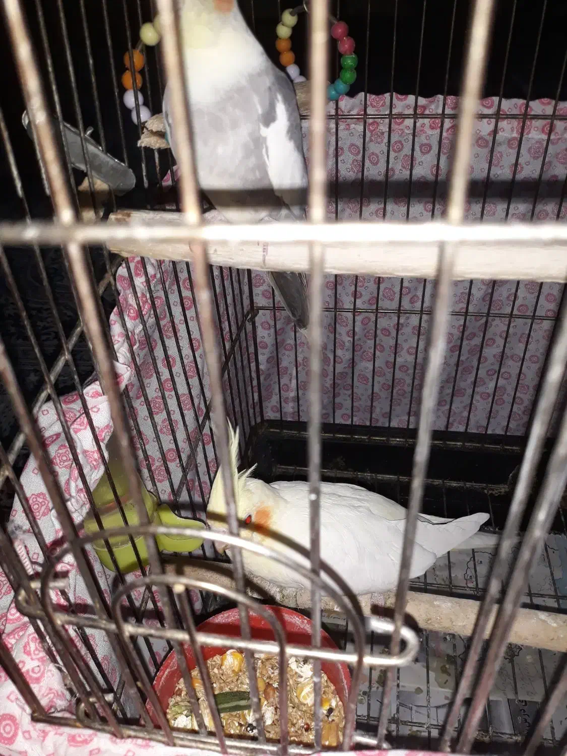 عروس هلندی مولد|پرنده|فرخ‌شهر, |دیوار