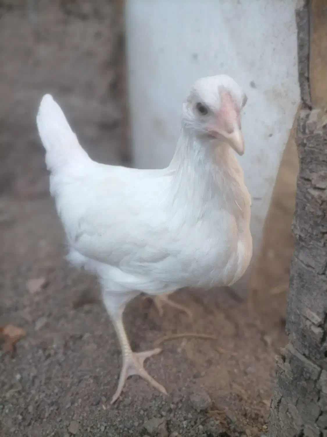 جوجه75 روزه آراکانا|حیوانات مزرعه|سبزوار, امیر کبیر|دیوار