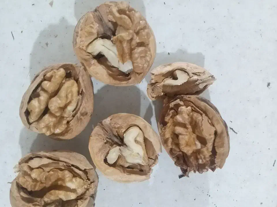 گردو مغز سفید پر چرب کوهستان گری دو و چهارصد|خوردنی و آشامیدنی|بردسیر, |دیوار