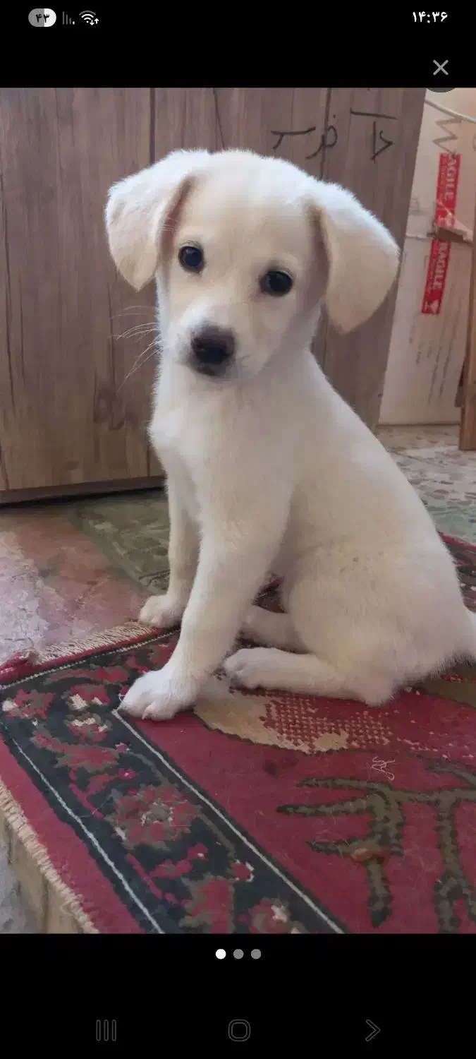 واگذار سگ|سگ|شیراز, بعثت|دیوار