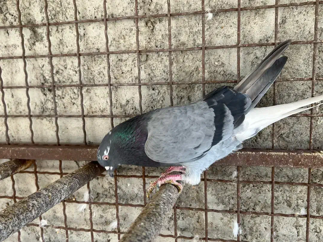 کبوتر تهرانی|پرنده|بندرعباس, |دیوار