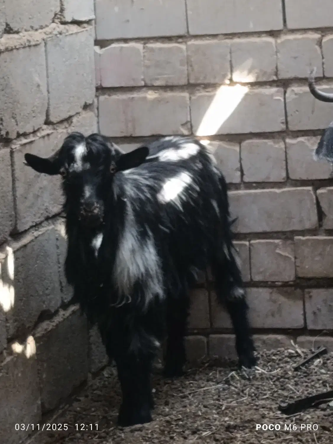 تروشت پزور|حیوانات مزرعه|ایرانشهر, |دیوار