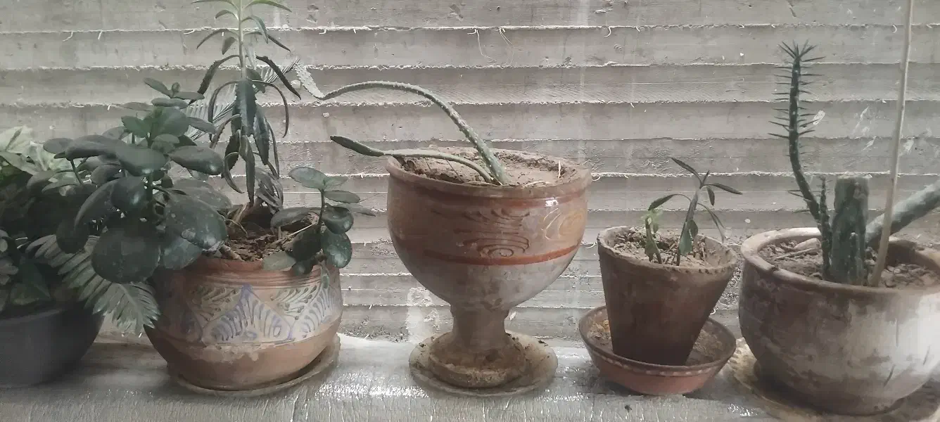 گلهای آپارتمانی زیبا بزرگ با گلدان|گل و گیاه طبیعی|گلبهار, شهر جدید گلبهار|دیوار