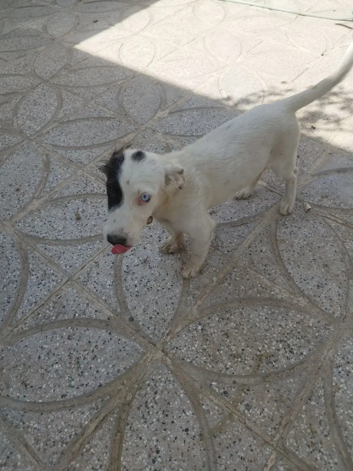 سگ پا کوتاه|سگ|گناباد, |دیوار